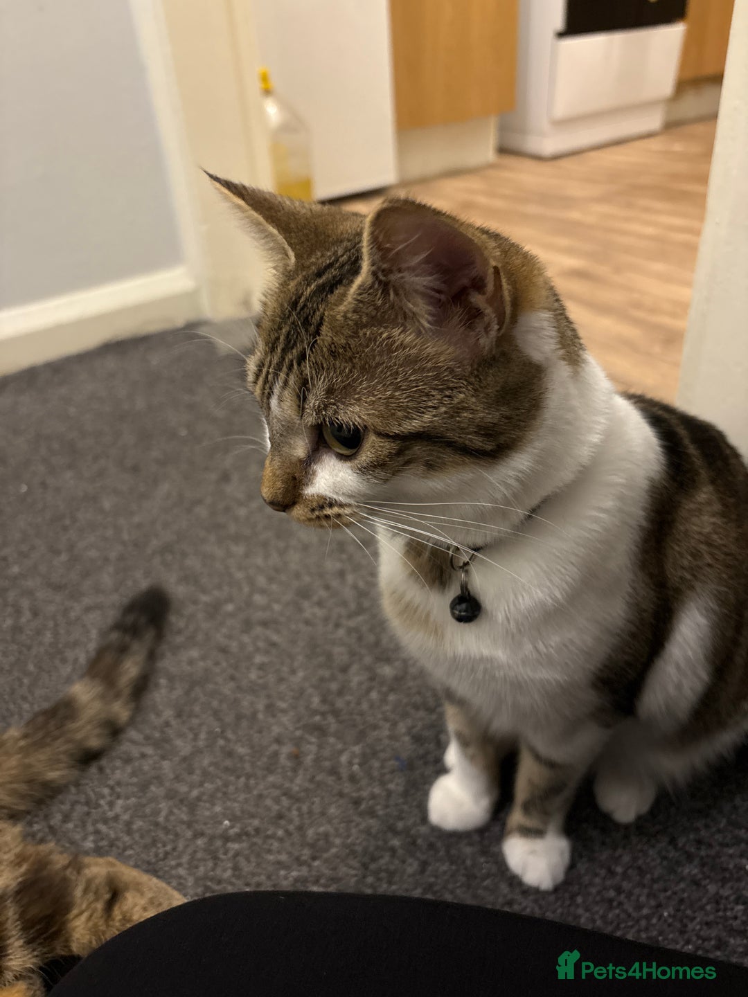Domestic Shorthair cats for sale: 2 Female cats Domestic shorthair  - Image 7