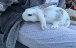 Mini Lop rabbits for sale: Mini Lop mixed - Image 6