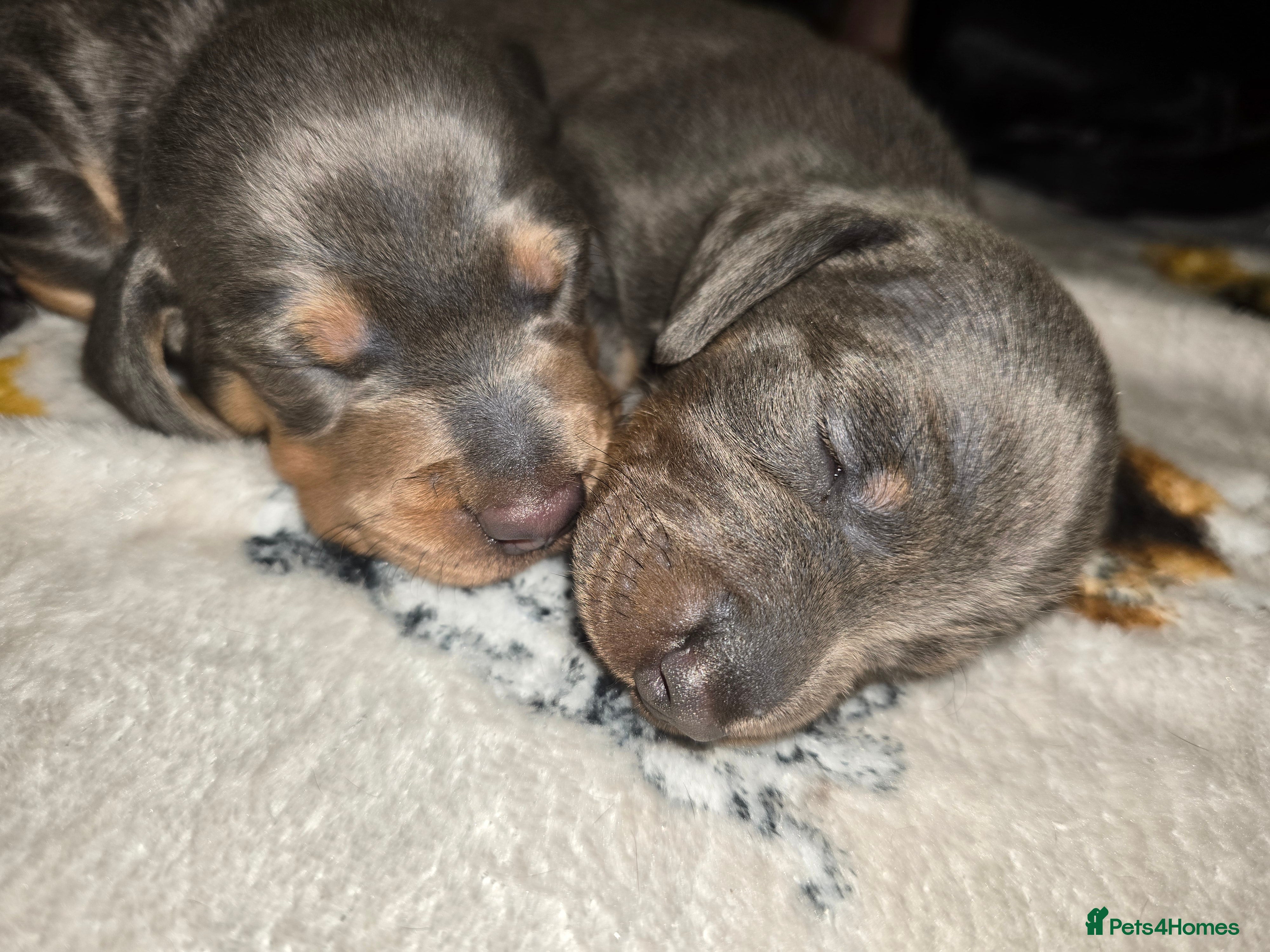 Miniature Dachshund dogs  Miniature Dachshund boys  - Advert 1