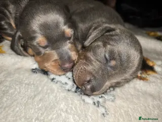 Miniature Dachshund dogs Miniature Dachshund boys - Advert 1