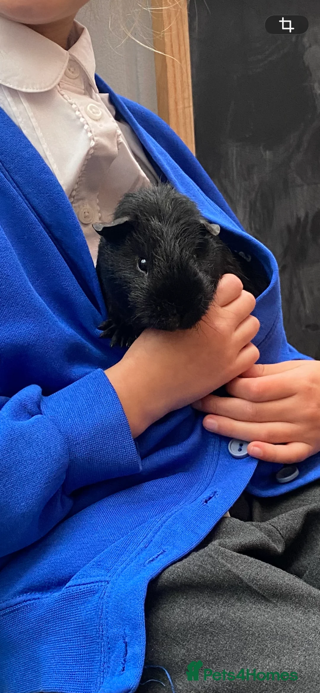 Guinea Pig rodents for sale: Friendly trio of Guinea pig boars :)  - Advert 3