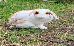 French Lop rabbits for sale: Female rabbit for sale - Image 5