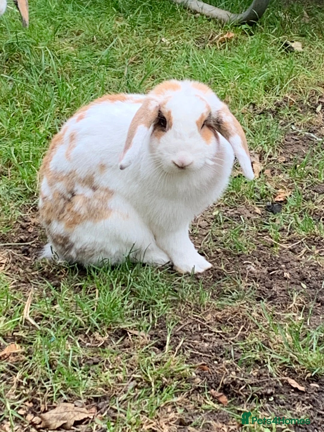 French Lop rabbits for sale: Female rabbit for sale - Image 5