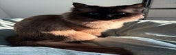 Mixed Breed cats for sale: Pretty semi-long hair male cat for rehome  - Advert 1