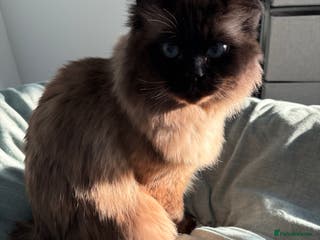 Mixed Breed cats Pretty semi-long hair male cat for rehome - Advert 1