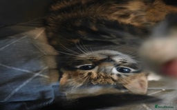 Mixed Breed cats for sale: 2 boys 2 girls kittens for sale. - Image 12