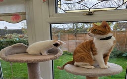 Mixed Breed cats for sale: Adorable Kittens Ready for Their Forever Homes!  - Image 10