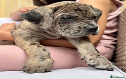 Mixed Breed dogs for sale: Last Four Mastiff pups available  - Image 1