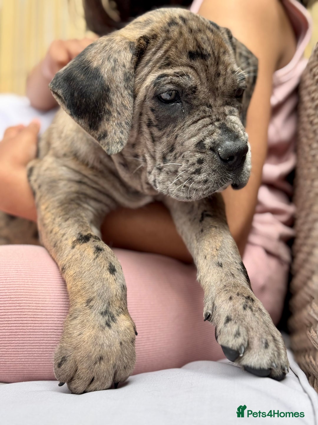 Mixed Breed dogs for sale: Last Four Mastiff pups available  - Image 1