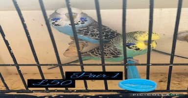 Budgerigars birds - Advert 7