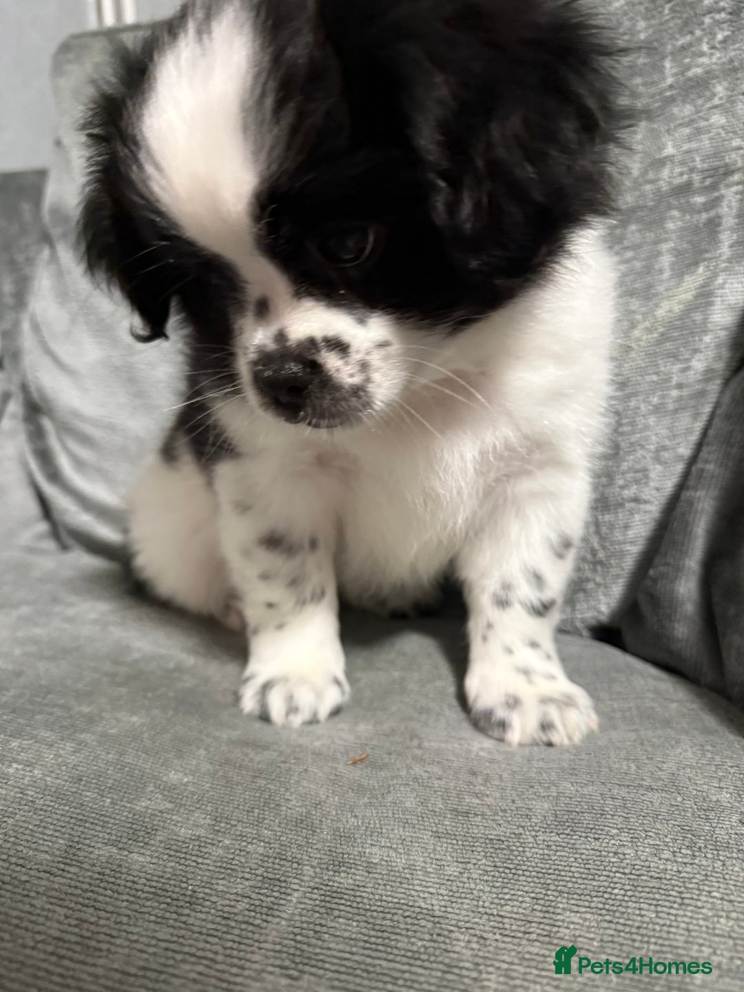 Mixed Breed dogs for sale: 2 Shihtzu cross Pomerania puppies  - Advert 9