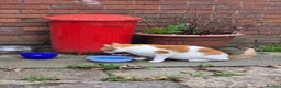 Mixed Breed cats for adoption: 💙🐱 PATCH – A BIG GINGER TEDDY BEAR in Derby - Advert 5
