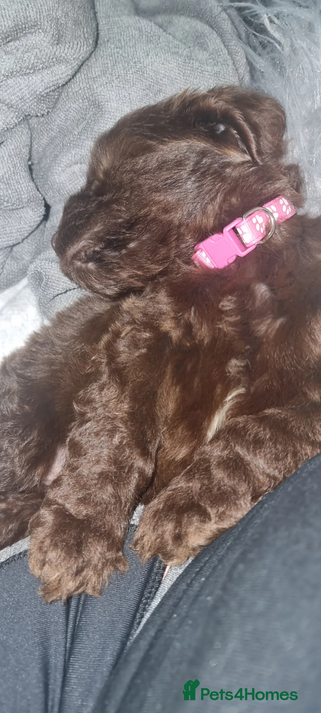 Cockapoo dogs for sale: Female 6mths old  - Advert 3