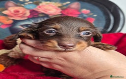 Miniature Dachshund dogs for sale: ⚜️KC PRA clear Miniature Dachshund Puppies  - Image 8