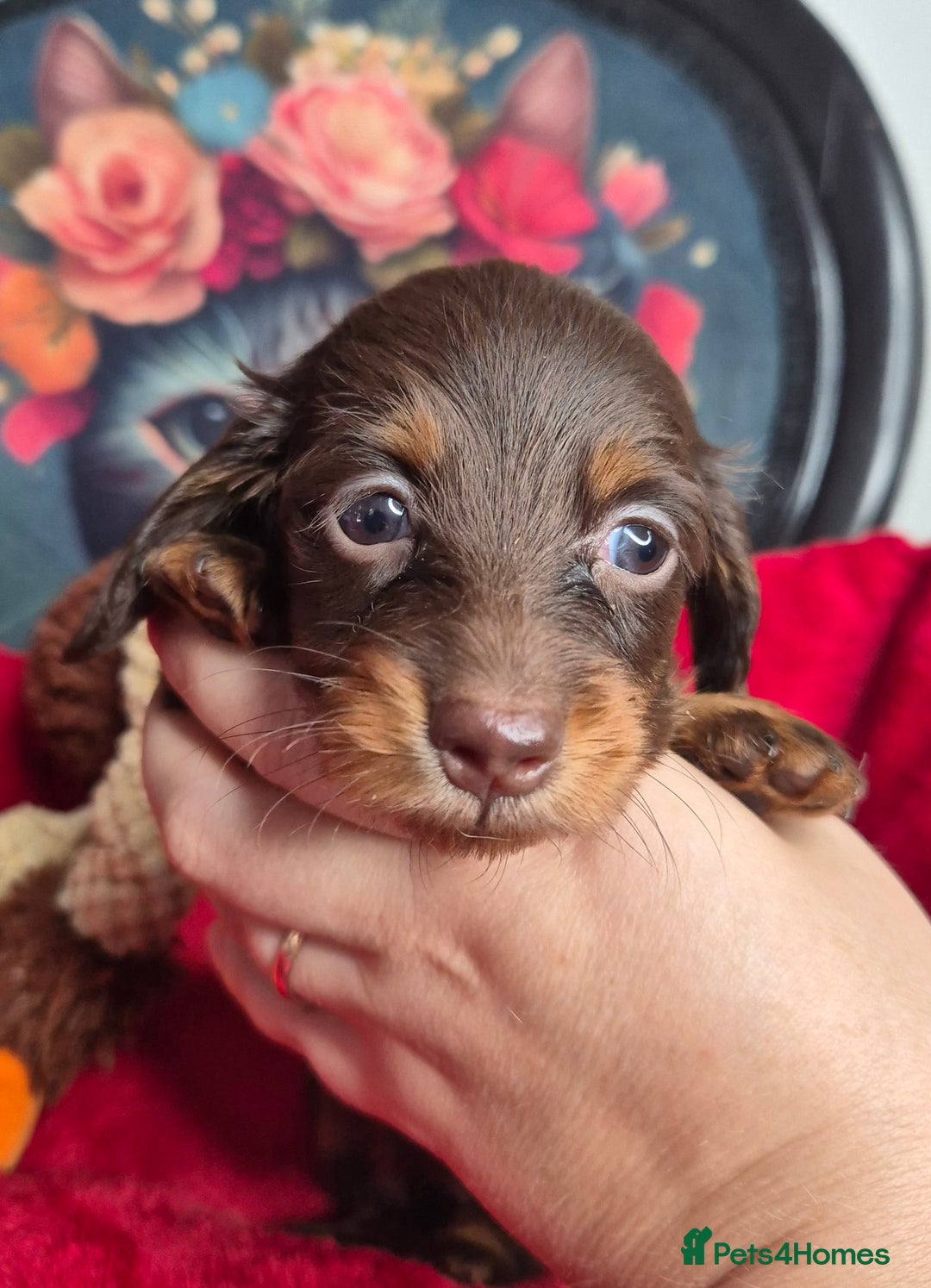 Miniature Dachshund dogs for sale: ⚜️KC PRA clear Miniature Dachshund Puppies  - Image 8