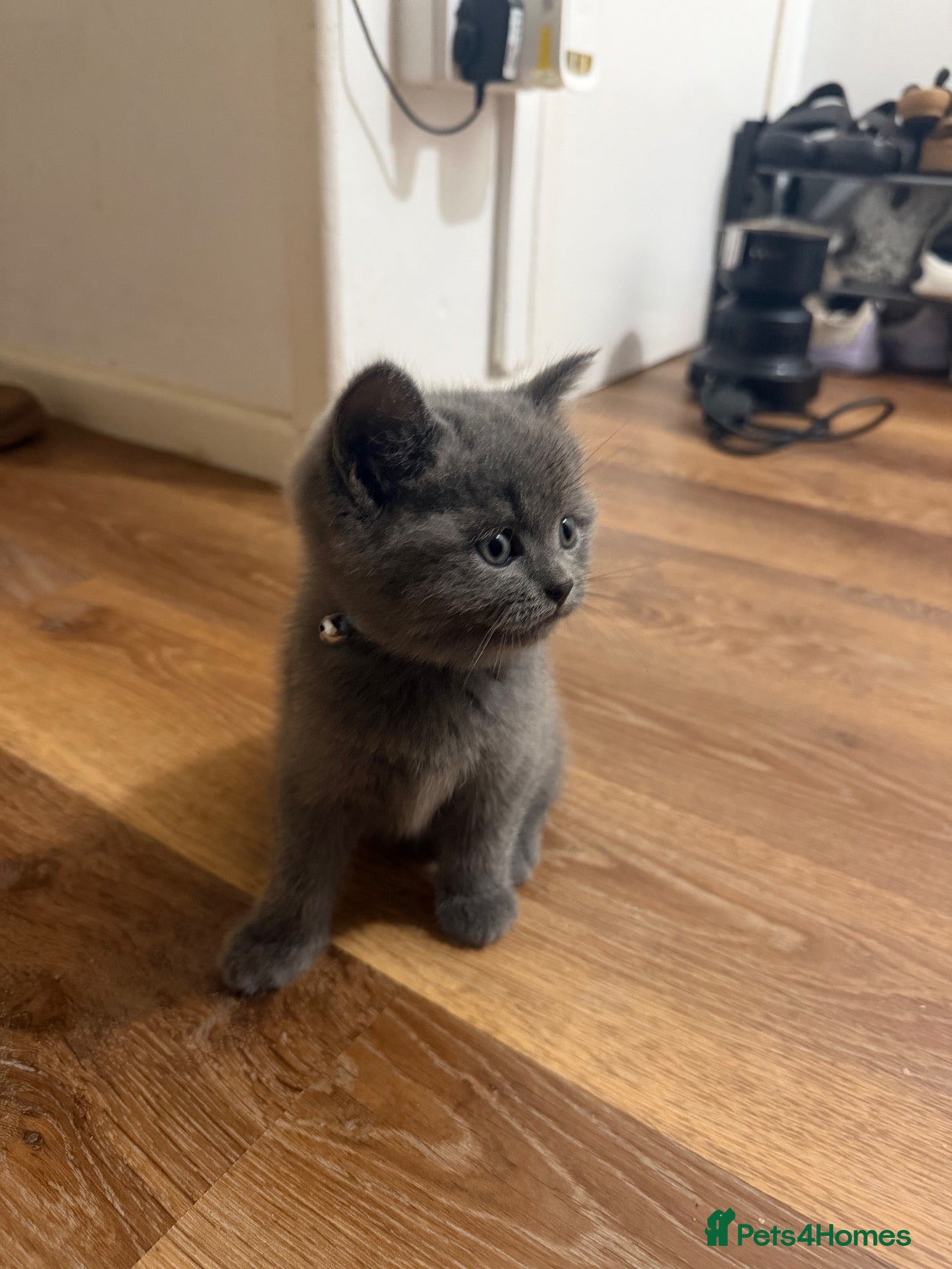 British Shorthair cats simba - Advert 15