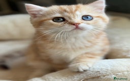 British Shorthair cats for sale: GCCF reg BSH Chocolate and Black Golden Kittens in London - Image 36