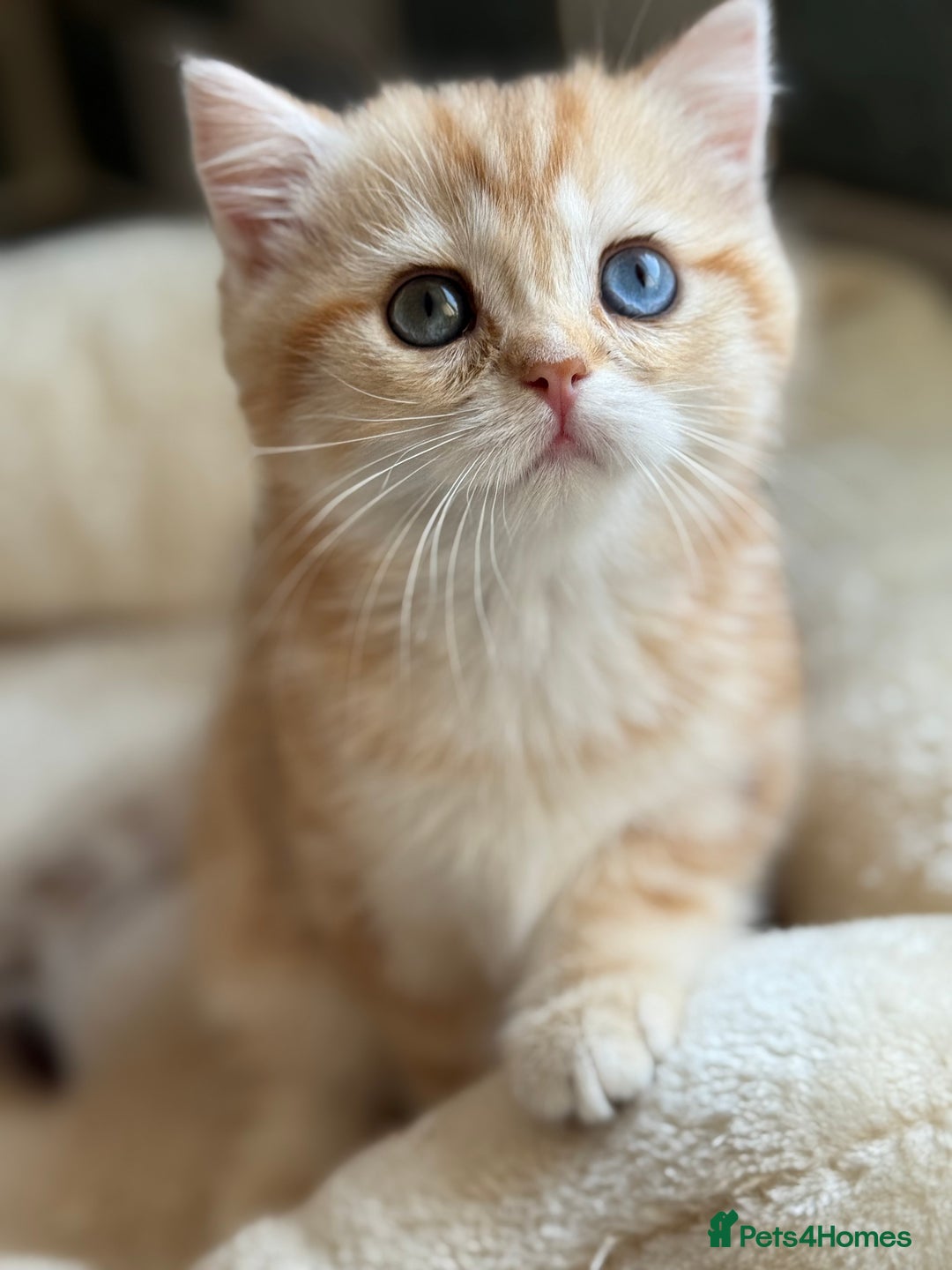 British Shorthair cats for sale: GCCF reg BSH Chocolate and Black Golden Kittens in London - Image 36