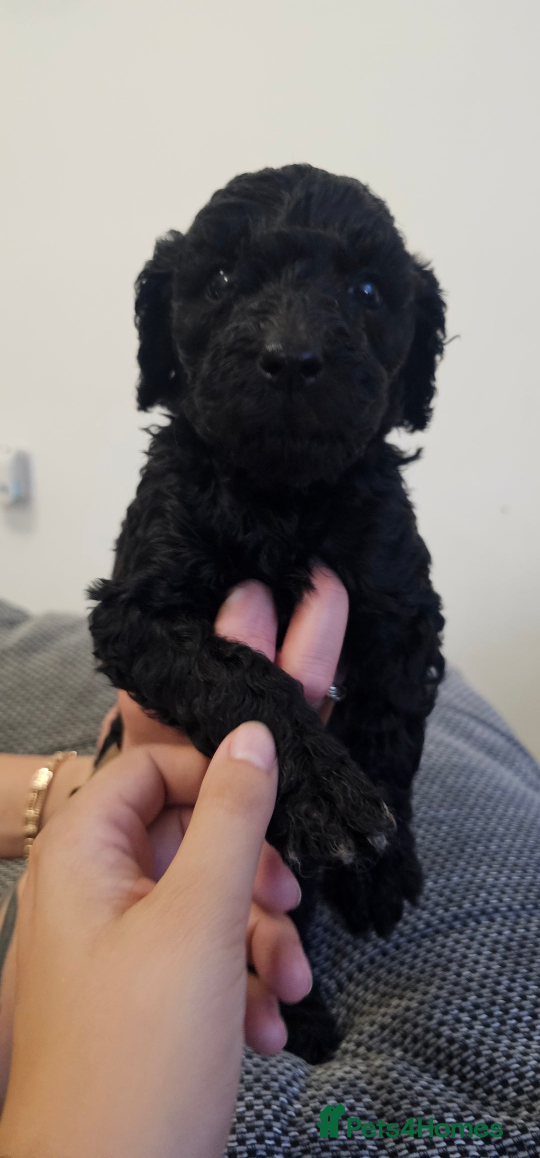 Standard Poodle dogs for sale: KC standard poodle for sale ! - Image 5