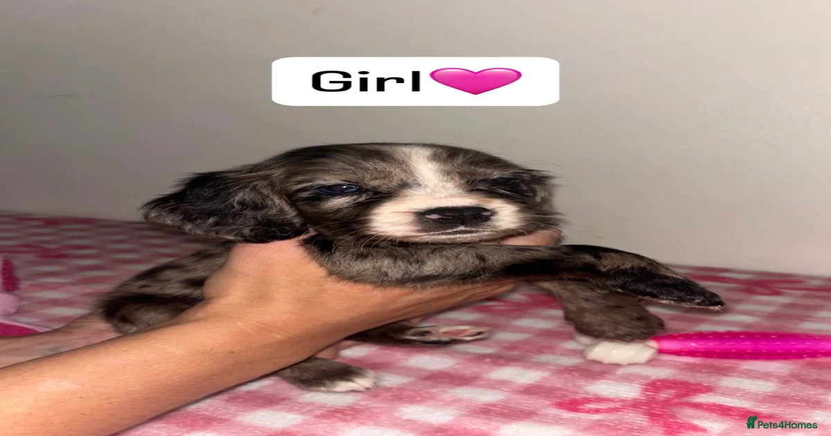 🌈 🌈Beautiful rainbow litter cocker spaniels 🌈 for sale in Maidstone ...