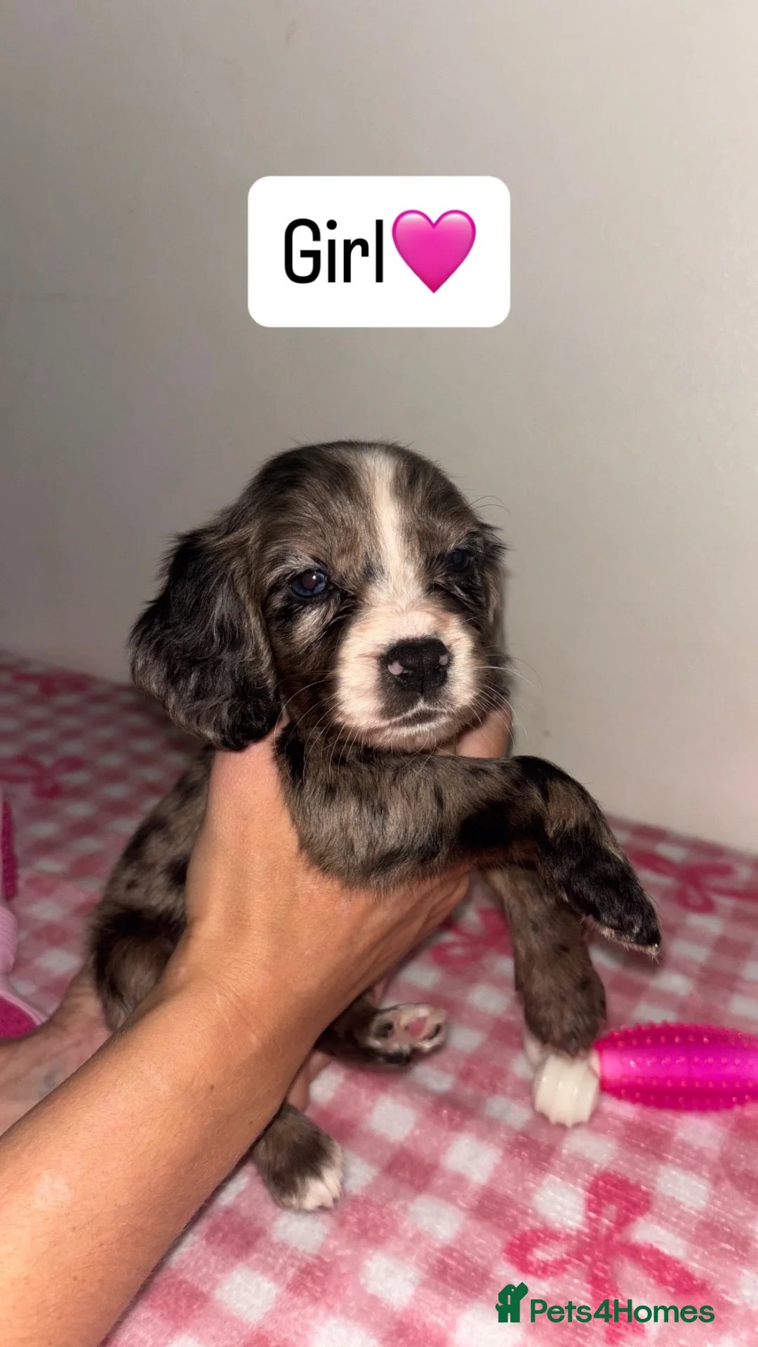 Cocker Spaniel dogs for sale: 🌈 🌈Beautiful rainbow litter cocker spaniels 🌈  in Maidstone - Advert 1