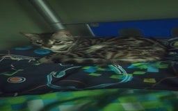 Bengal cats for sale: Male and female Bengals ready to leave  - Image 8