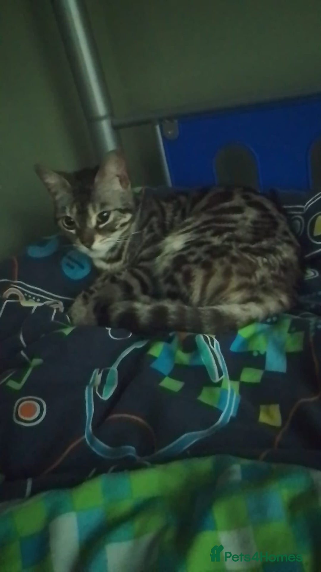 Bengal cats for sale: Male and female Bengals ready to leave  - Image 8