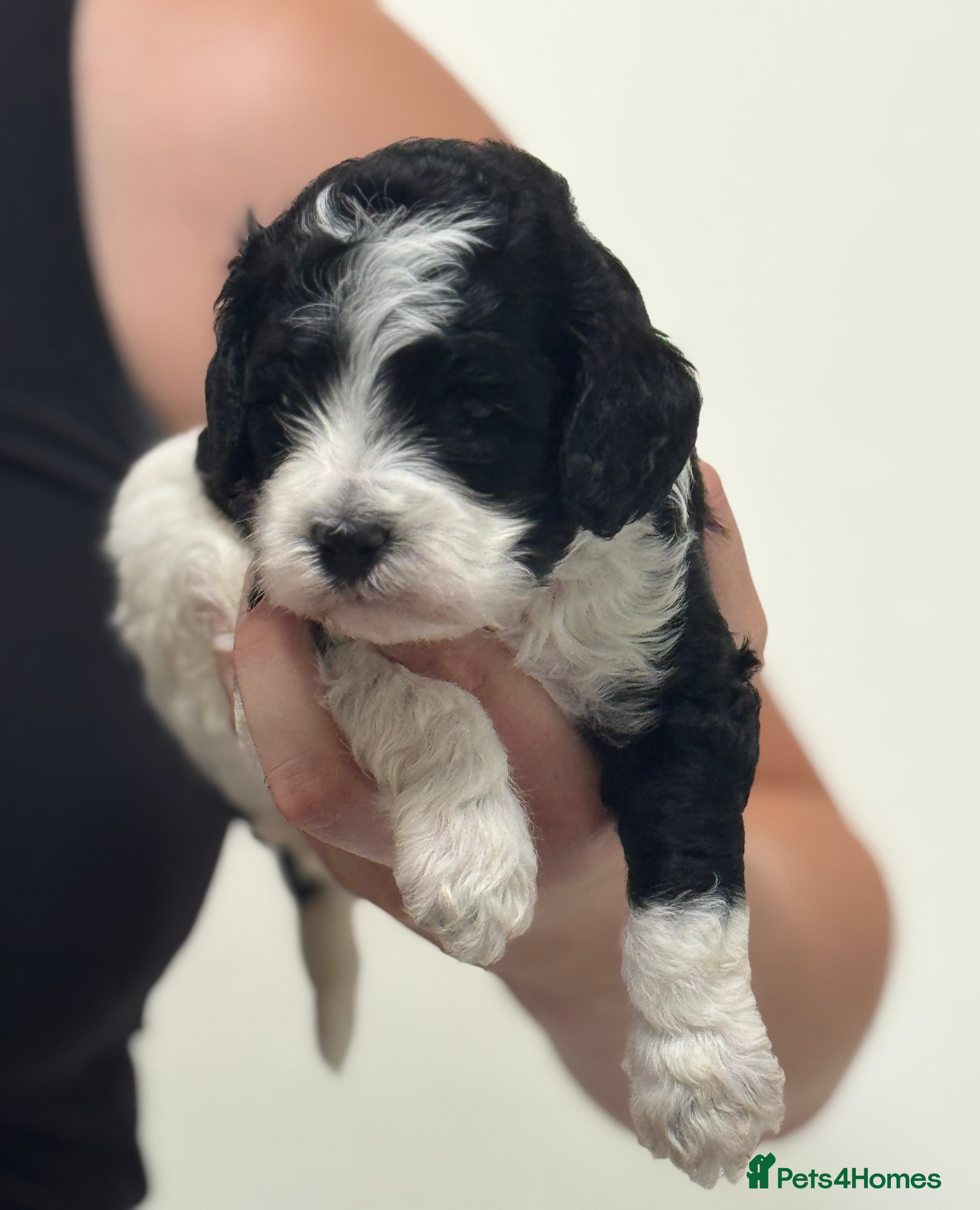 Cockapoo dogs Rare American toy cockapoo puppies for reservation - Advert 1