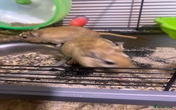 Gerbil rodents for sale: 3 male gerbils - Image 6