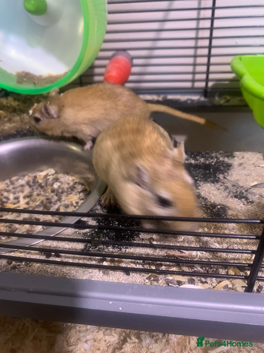 Gerbil rodents for sale: 3 male gerbils - Image 6