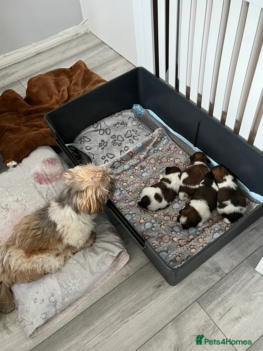 Shih Tzu dogs for sale: Adorable Pure Shih Tzu Puppies Ready 1st May 2026 - Advert 1