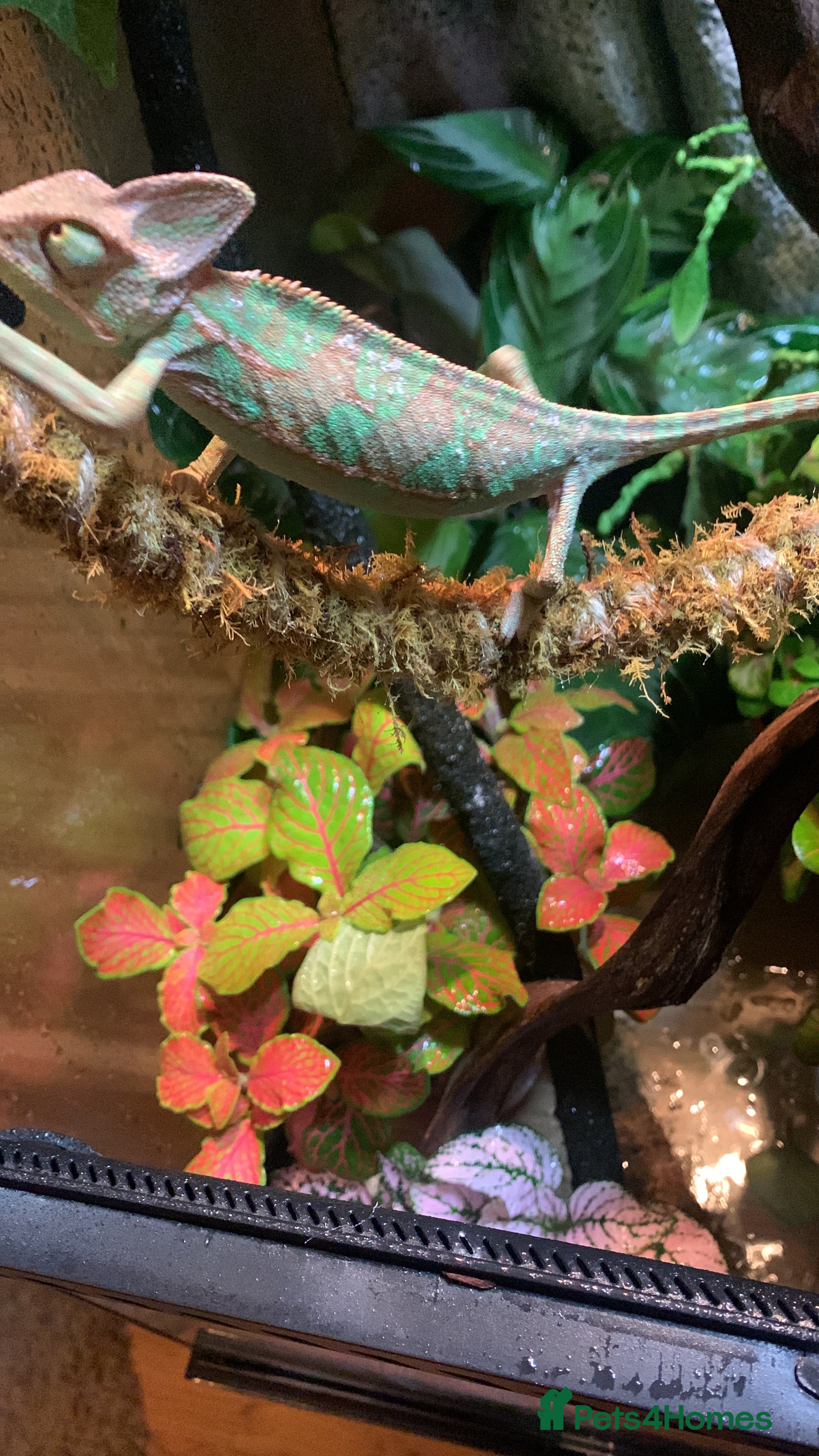 Chameleon reptiles Veiled chameleon  - Advert 17