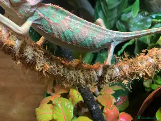 Chameleon reptiles Veiled chameleon - Advert 17