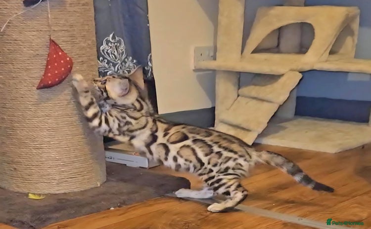 Bengal cats - Advert 1