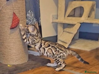 Bengal cats - Advert 2