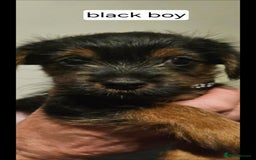 Yorkshire Terrier dogs for sale: 3 beautiful Yorkshire terriers  - Image 4
