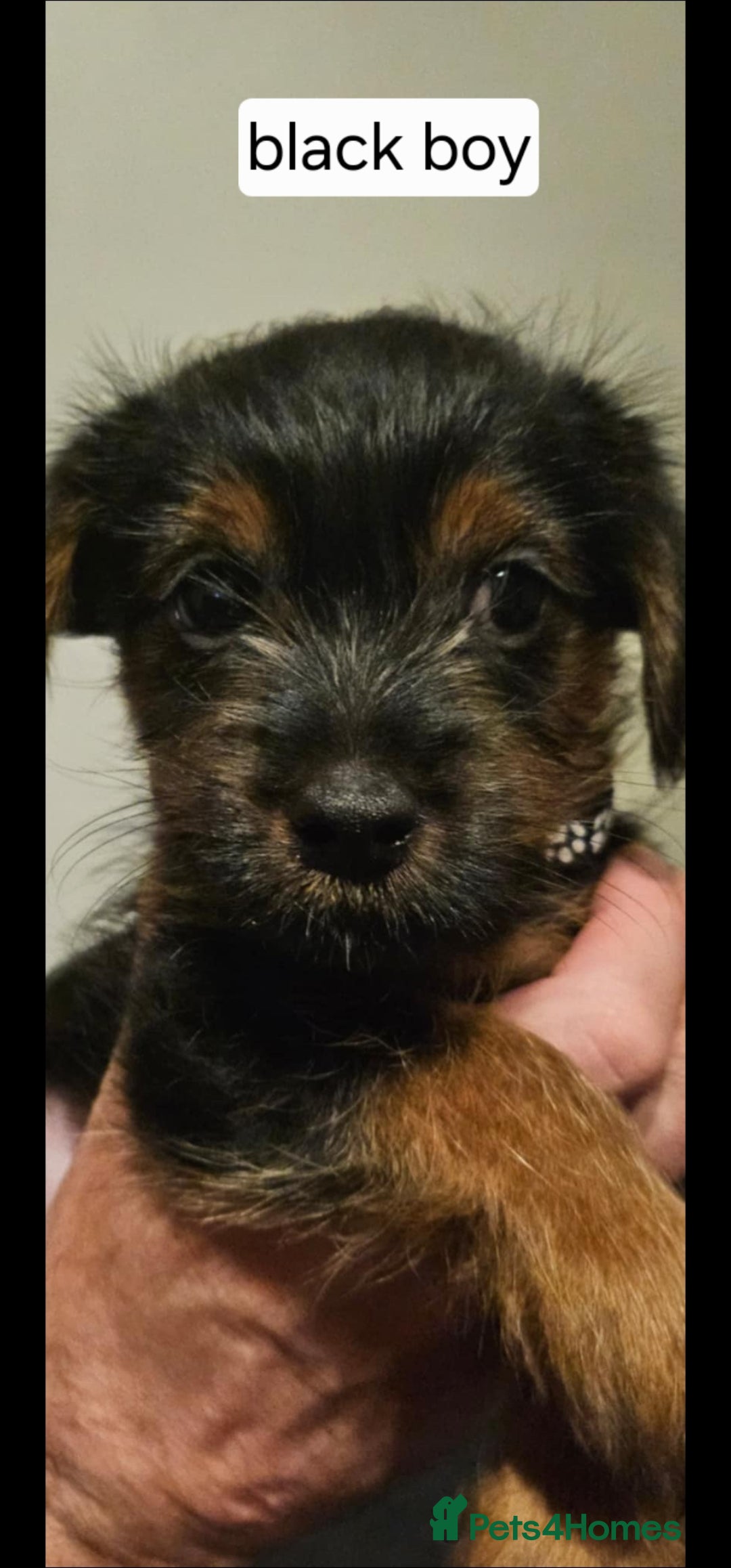 Yorkshire Terrier dogs for sale: 3 beautiful Yorkshire terriers  - Image 4