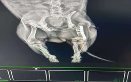 Mixed Breed dogs for adoption: Clint - Norwich Norfolk  - Image 19