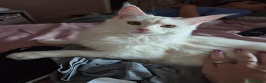 Maine Coon Kitten 1