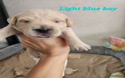 Golden Retriever dogs for sale: Lovely Golden Retriever puppies ❤️  - Image 19