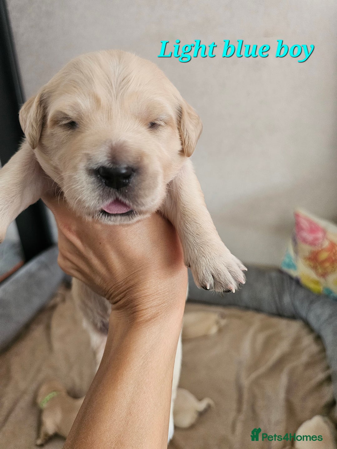 Golden Retriever dogs for sale: Lovely Golden Retriever puppies ❤️  - Image 19
