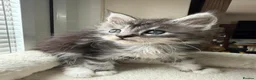 Maine Coon cats for sale: TICA Registered Maine Coon Kittens Reserve now - Advert 9