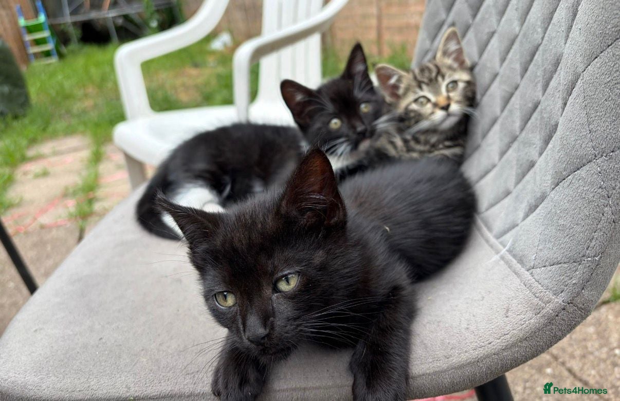 Mixed Breed cats KITTENS.    - Advert 5