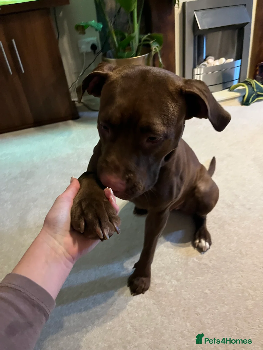 Mixed Breed dogs for sale: Loving Home Wanted for Luna 9 Month Old StaffxLab - Advert 5