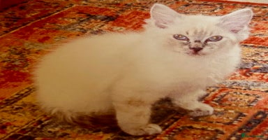 Ragdoll cats - Advert 14