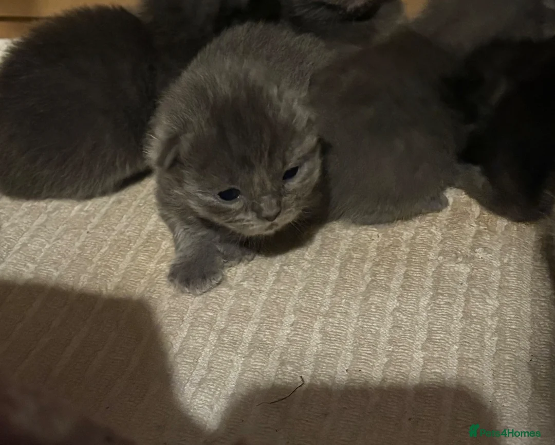 Ragdoll cats for sale: Ragdoll Mix kittens  - Advert 2