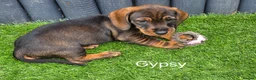 Dachshund dogs for sale: READY NOW Lovely Bunch Standard Dachshund puppies - Advert 24