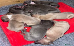 Italian Greyhound dogs for sale: Wiggys Italian whippet puppies - Image 5