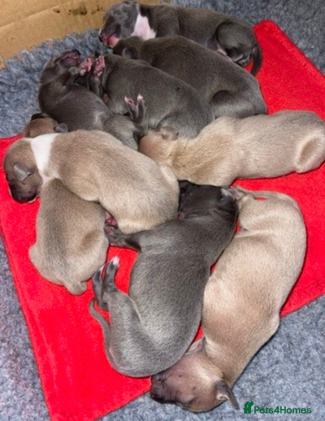 Italian Greyhound dogs for sale: Wiggys Italian whippet puppies - Image 5