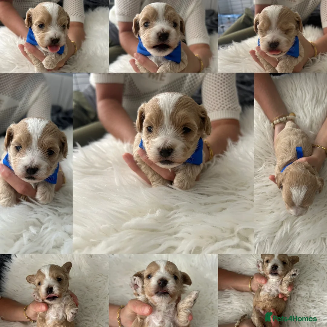 Maltipoo dogs for sale: ⭐Tiny Maltipoo Puppies |Maltese x Asian Toy Poodle - Advert 13